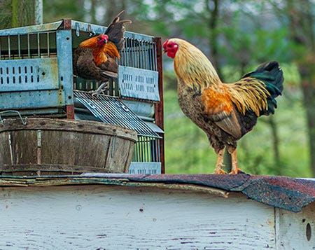 Two show chickens on chicken coop