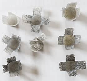 Close up of 8 Shotgun shells cup petals blooming